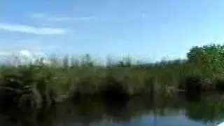 Black River Boat Trip