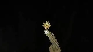 Stenocereus beneckei f. inermis hort.12PM with dji 1 frame per 60sec 5:40pm-5:00am - 30Nov2021