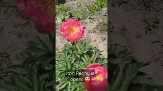 Itoh Peony Flower Bloom