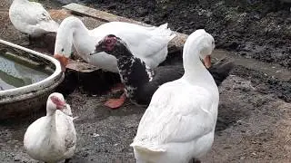 Попытка объединить гусей и уток не удалась🤷‍♀️...