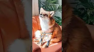 Хотите себе Домашнюю Лису? 🦊#лиса #домашниеживотные #ссср #питомцы #стоимость #экзотика #парода