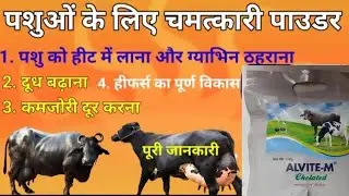 ALVITE-M chelated minerals mixture||Alembic||पशुओं को कब और कितनी मात्रा में देने का सही तरीका🫵