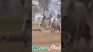 Bull Race In Pakistan #bullrace #bullrace2018 #bullracevideo #bullrace2022 #shortsviral #shortsvideo