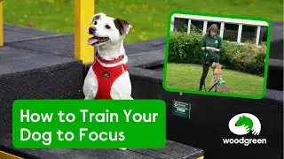 How to Train Your Dog to Focus & Ignore Distractions | Woodgreen Pets Charity