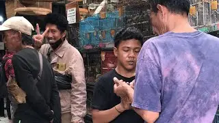 LIVE ABADI BIRD STOK LUBER🔴🔴🔴