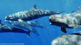 Hawaii's Endangered False Killer Whale