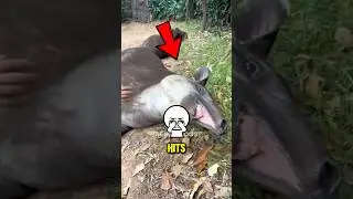 Три вида животных, о приобретении которых люди чаще всего жалеют 😱