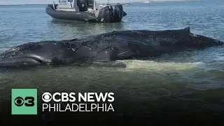 A humpback whale has died after becoming beached on Long Beach Island in New Jersey