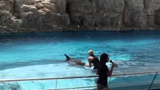 Dolphin Show at Texas State Aquarium