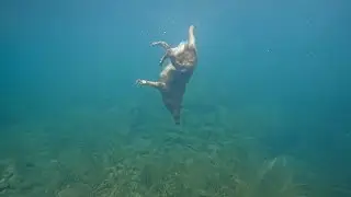 Golden Retriever Loves Diving Deep Underwater