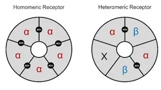 Structure of Nicotinic Acetylcholine receptors ; Homomeric and Heteromeric receptors