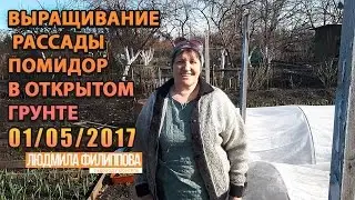 Выращивание рассады помидор в открытом грунте!