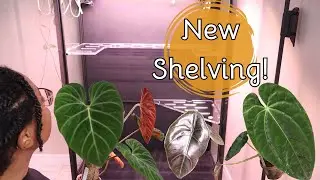 Upgrading my plant cabinet | Plant Chores