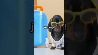 Why we love dogs. Lets learn