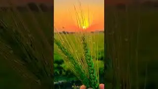 the Indian farmers: plant of wheat 🌾 morning status video