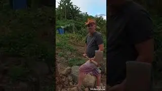 Toujours dans ma plantation.