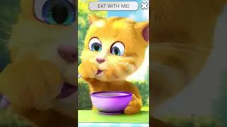 talking ginger#talking ginger eating food#cat#eat with ginger#funnyshorts