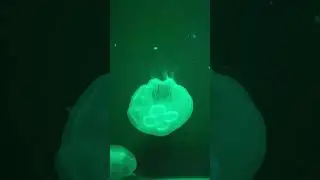 Jellyfish Swims Through Color Zones! 🔥🌊💜