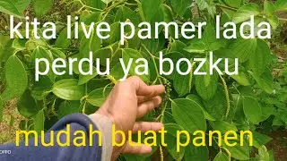 #lada perdu atau merica perdu bumbu dapur #bonsaiTeguh bibit sedang live sekarang!