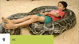 Top 10 Unusual Pets