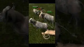 Ultimate Buffalo Simulator _ Animals Battle | Wild Animals | Rkm Gaming |