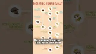 Did humans evolve from monkeys?