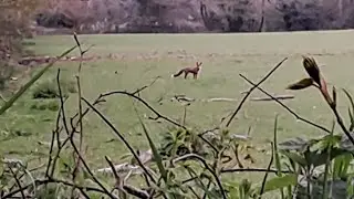 How to Squeak a Fox when it's hunting. Lucky rabbit and a Magpie  chancing it's Luck.