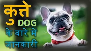 कुत्ते के बारे में जानकारी हिन्दी में 🐕&zwj;🦺| Information About #Dog in Hindi | कुत्ते की जानकारी