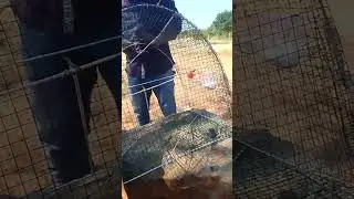 ufugaji wa ndege chiriku na mabanda yake