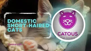 Unlocking the Secrets of Domestic Short-Haired #cat bonding