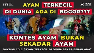 AYAM TERKECIL DI DUNIA❗ BENTUK IRIT HARGA SELANGIT⁉️