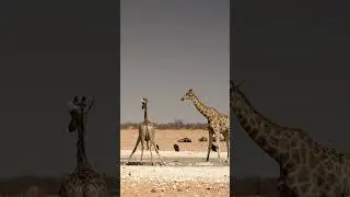Ever seen a giraffe bend down to drink?