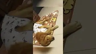 Dogs Dreaming &ndash; Funniest Moments Compilation