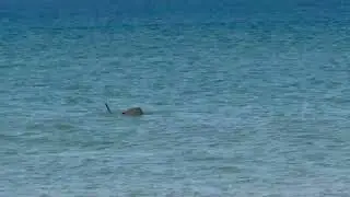 sea turtles mating
