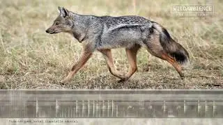 Side-striped Jackal Sounds - Yelping barks and gruff calls