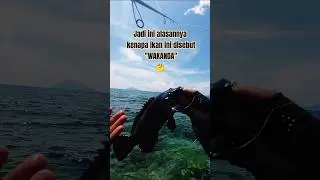 Wakanda adalah salah satu ikan kerapu cantik 🤙🔥🎣 #shortvideo #fyi #mancing #fishing #kerapu