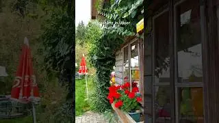 📍Wurzenh&uuml;tte #austria #upperaustria #restaurant #beautifuldestinations #nature #naturelovers #fyp