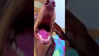 ЧАПИ ПРОСТО ПОКАЗАЛОСЬ😅