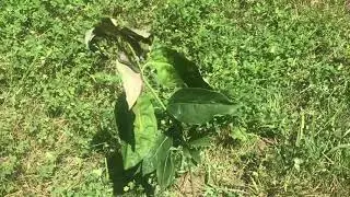 Planting Pink Dogwood Trees & Information (Video 1)