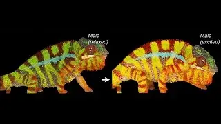 Chameleons change colors by reorganizing nanocrystals
