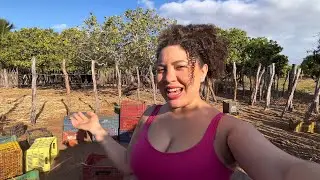 Muito esterco no curral, safra de manga 🥭, muita castanha de caju e o valor da agricultura 🌾👩🏼‍🌾
