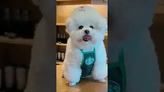 Starbucks Dog Adventures! ☕🐶#CuteDog #dog #pets #puppy #shorts #trending