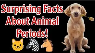 The Truth About Animal Periods!