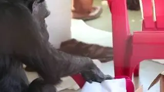 CSNW chimps play with soapy water and paper towels