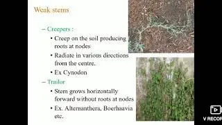Stem morphology( weak stem types)... Class 11th