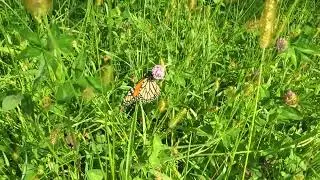 Our little piece of Butterfly heaven