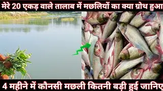 मेरे तालाब की मछलियों का ग्रोथ क्या हुआ 4 महीने में जानिए ।। ग्रास कार्प कितना बड़ा हुआ ।।