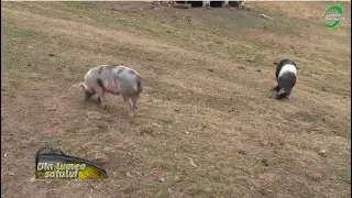 Vor fi soluții pentru prevenirea răspândirii pestei porcine africane?