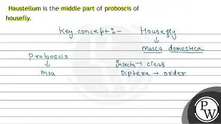 Haustellum is the middle part of proboscis of housefly.