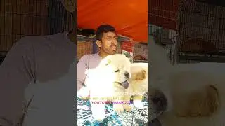 Galiff Street Pet Market Kolkata | Quality Dog Puppy at Cheap Price |18/01/26 |#shorts #shortsfeeds